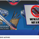 pelican